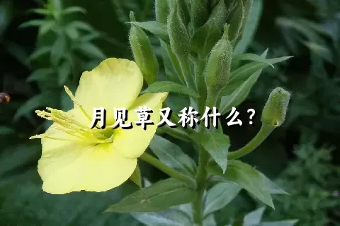 月见草又称什么？