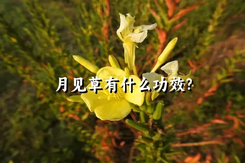 月见草有什么功效？