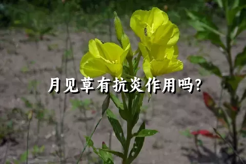 月见草有抗炎作用吗？