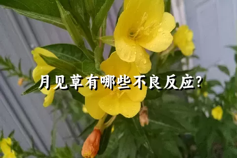 月见草有哪些不良反应？