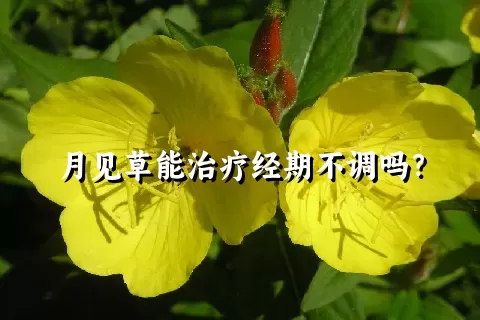 月见草能治疗经期不调吗？