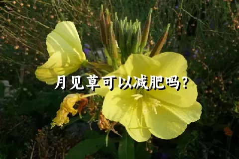 月见草可以减肥吗？