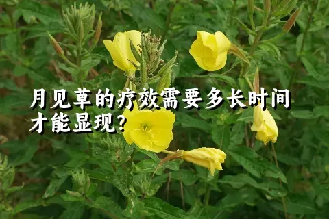 月见草的疗效需要多长时间才能显现？