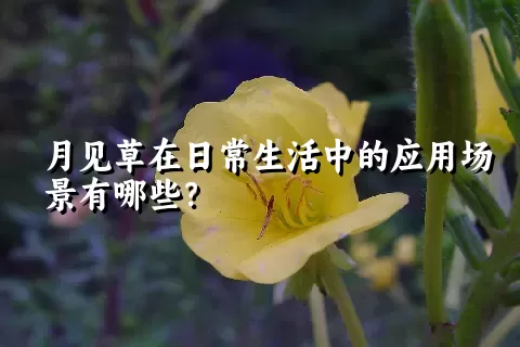 月见草在日常生活中的应用场景有哪些？