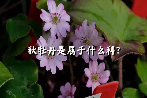 秋牡丹是属于什么科？