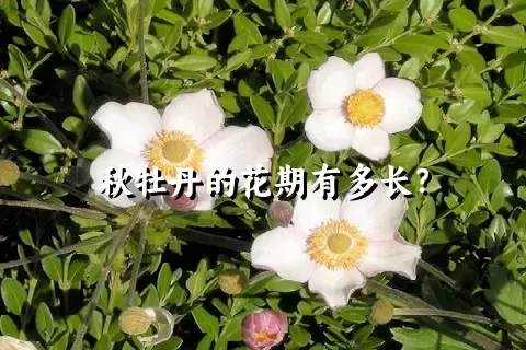 秋牡丹的花期有多长？