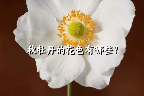 秋牡丹的花色有哪些？