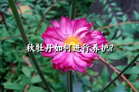 秋牡丹如何进行养护？