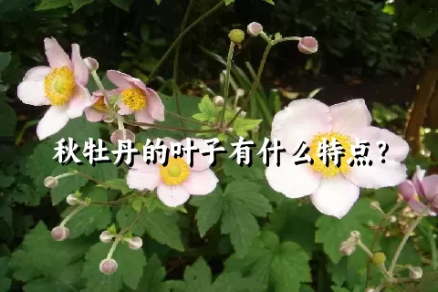 秋牡丹的叶子有什么特点？