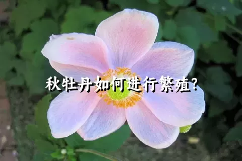 秋牡丹如何进行繁殖？