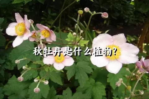 秋牡丹是什么植物?