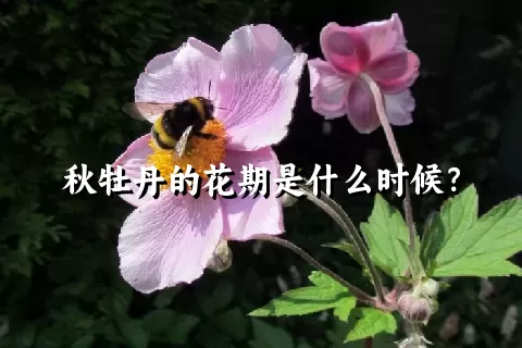 秋牡丹的花期是什么时候？