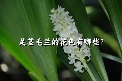 足茎毛兰的花色有哪些？