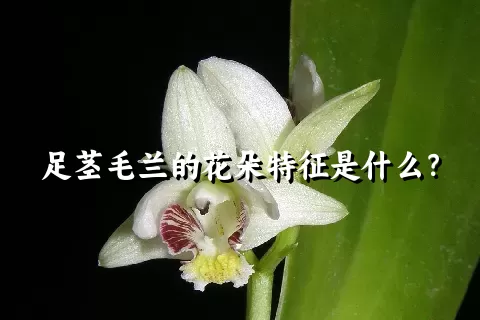 足茎毛兰的花朵特征是什么？