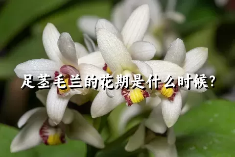 足茎毛兰的花期是什么时候？