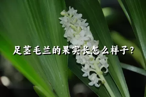 足茎毛兰的果实长怎么样子？