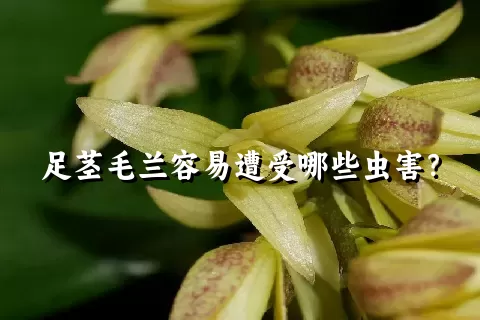 足茎毛兰容易遭受哪些虫害？