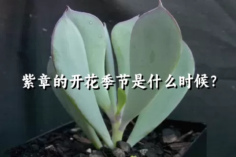 紫章的开花季节是什么时候？