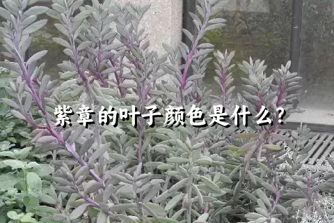 紫章的叶子颜色是什么？