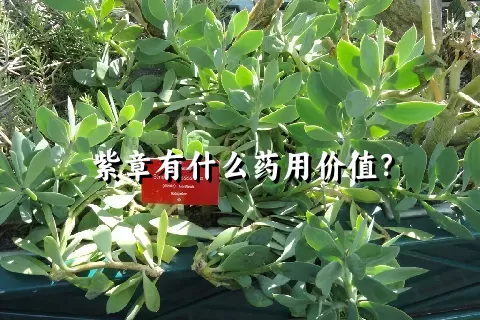 紫章有什么药用价值？