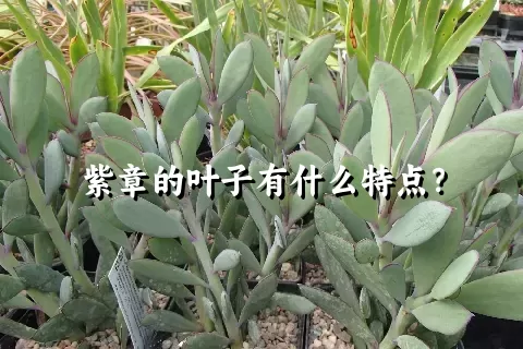 紫章的叶子有什么特点？