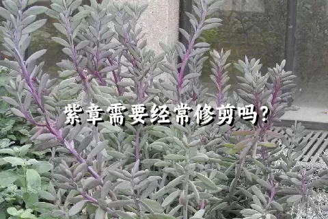 紫章需要经常修剪吗？