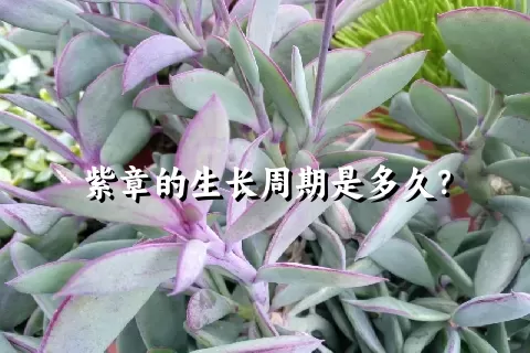 紫章的生长周期是多久？