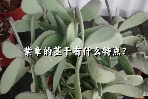 紫章的茎干有什么特点？