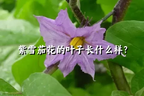 紫雪茄花的叶子长什么样？