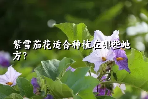 紫雪茄花适合种植在哪些地方？