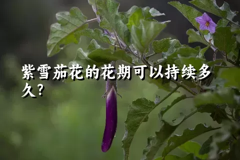 紫雪茄花的花期可以持续多久？