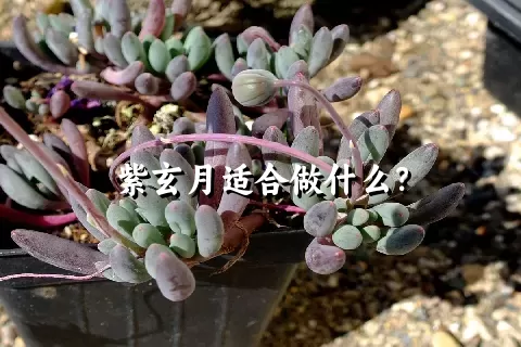 紫玄月适合做什么？