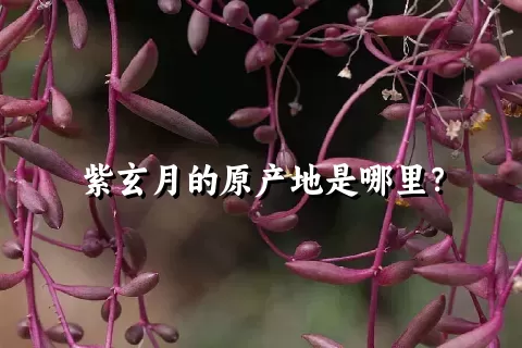 紫玄月的原产地是哪里？