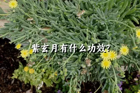 紫玄月有什么功效？