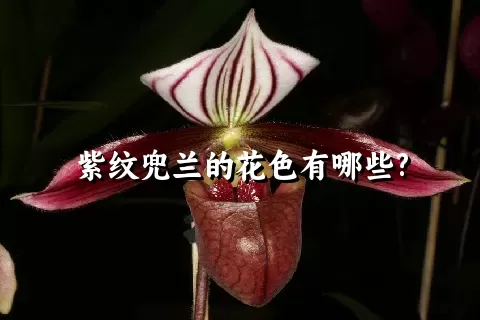 紫纹兜兰的花色有哪些?