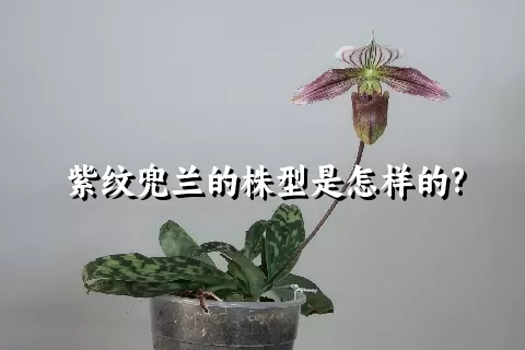 紫纹兜兰的株型是怎样的?