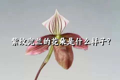 紫纹兜兰的花朵是什么样子?