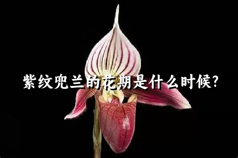 紫纹兜兰的花期是什么时候?