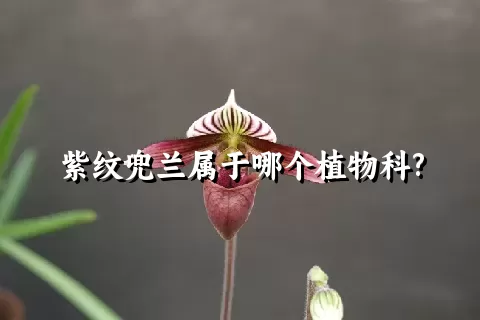 紫纹兜兰属于哪个植物科?