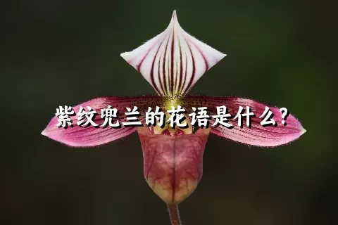 紫纹兜兰的花语是什么?