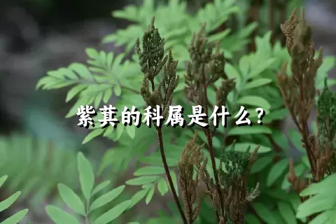 紫萁的科属是什么？