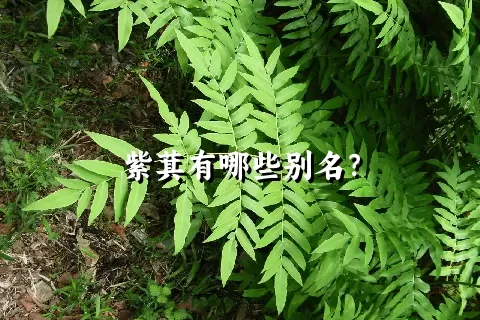 紫萁有哪些别名？