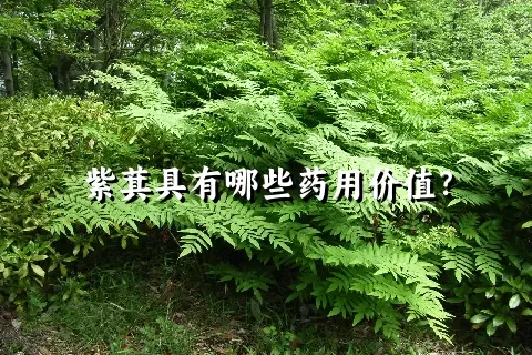 紫萁具有哪些药用价值？