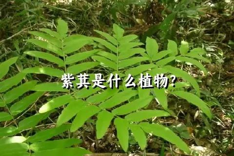 紫萁是什么植物？