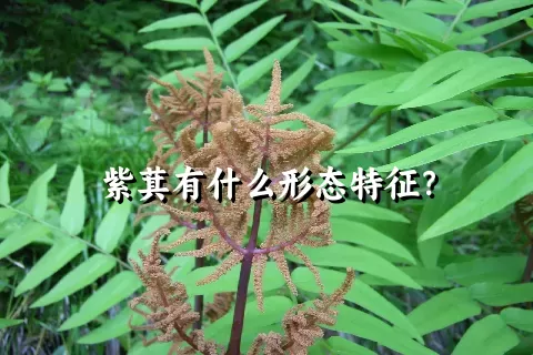 紫萁有什么形态特征？