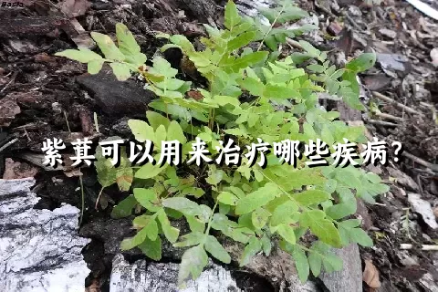 紫萁可以用来治疗哪些疾病？