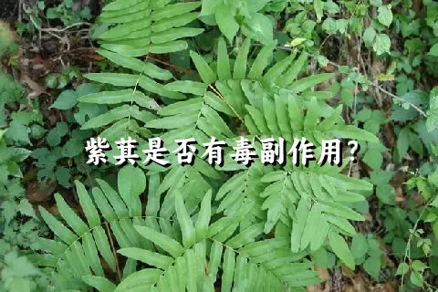 紫萁是否有毒副作用？