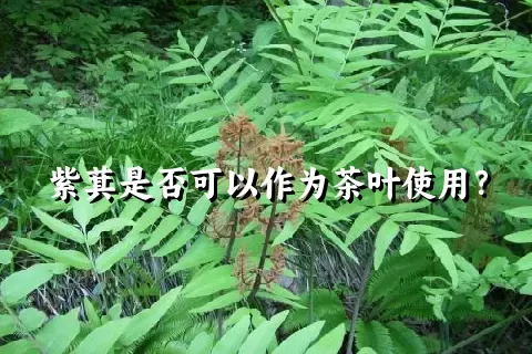 紫萁是否可以作为茶叶使用？