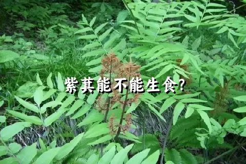 紫萁能不能生食？