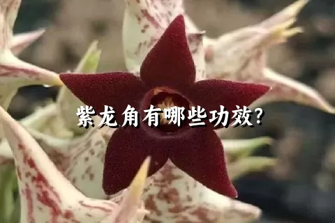 紫龙角有哪些功效？